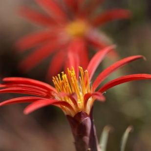 Mutisia subulata